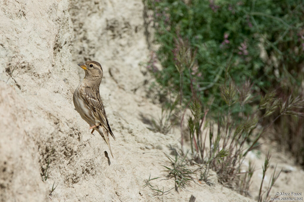 Moineau soulcieadulte, identification, Nidification