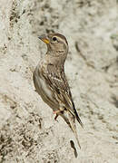 Rock Sparrow