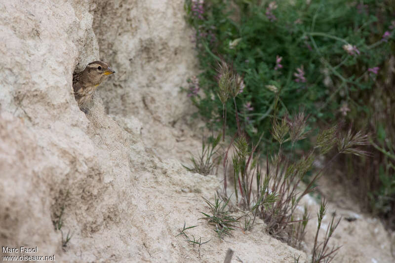 Rock Sparrowadult, habitat, Reproduction-nesting