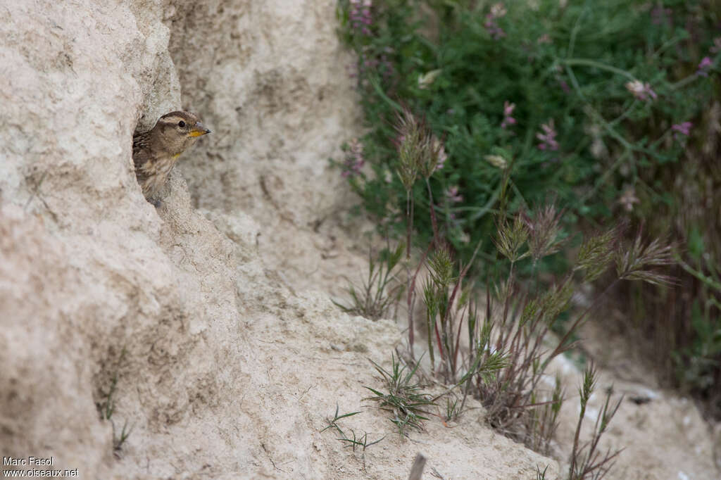 Moineau soulcieadulte, habitat, Nidification