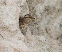 Rock Sparrow