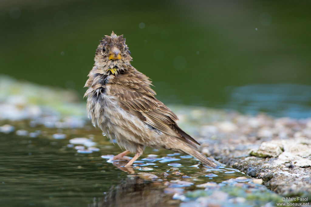 Rock Sparrowadult, care, drinks