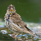 Moineau soulcie