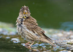 Rock Sparrow