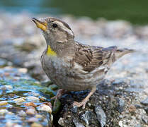 Rock Sparrow