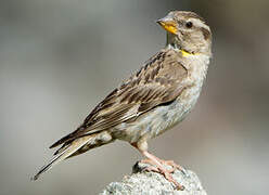 Rock Sparrow