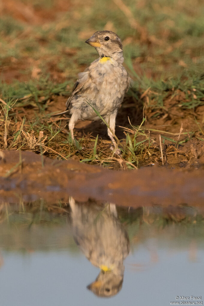 Rock Sparrowadult, identification