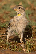 Rock Sparrow