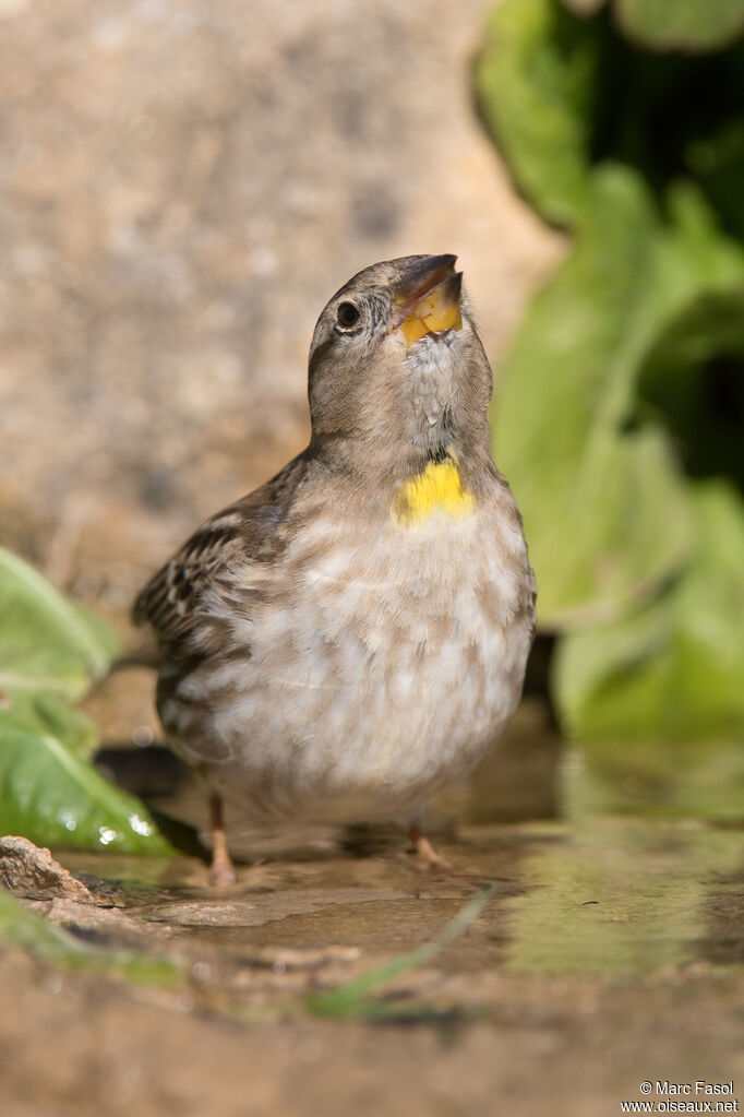 Moineau soulcieadulte, identification, boit