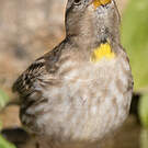 Moineau soulcie