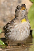 Rock Sparrow