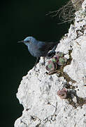 Blue Rock Thrush