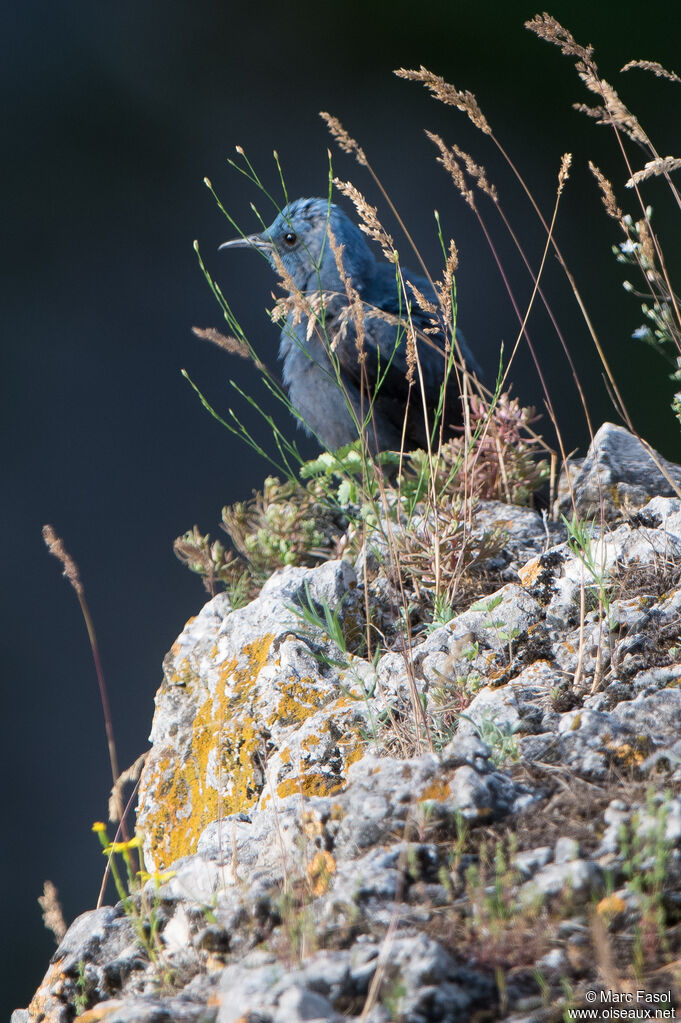 Blue Rock Thrush male adult breeding, identification