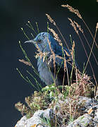 Blue Rock Thrush