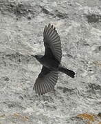 Blue Rock Thrush