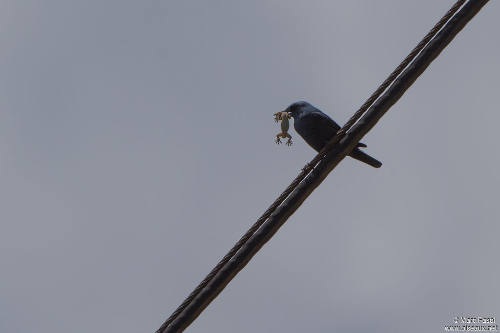 Blue Rock Thrush male adult, feeding habits, Reproduction-nesting