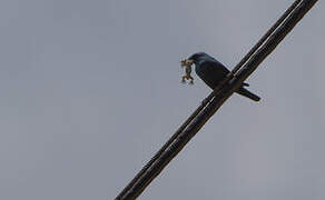 Blue Rock Thrush