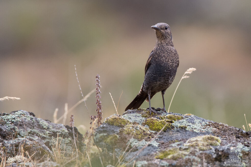 Blue Rock Thrush female adult, identification