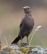 Blue Rock Thrush