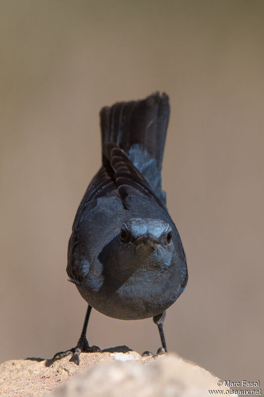 Blue Rock Thrush male adult, identification