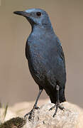 Blue Rock Thrush