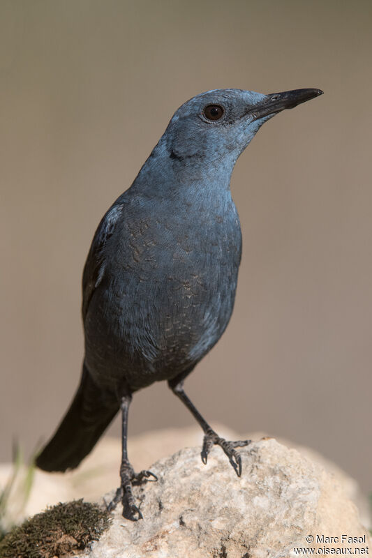 Monticole bleu mâle adulte, identification