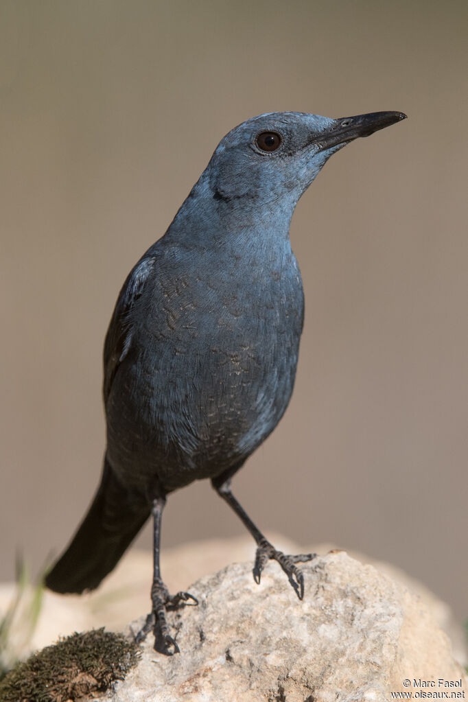 Blue Rock Thrush male adult, identification