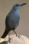 Blue Rock Thrush