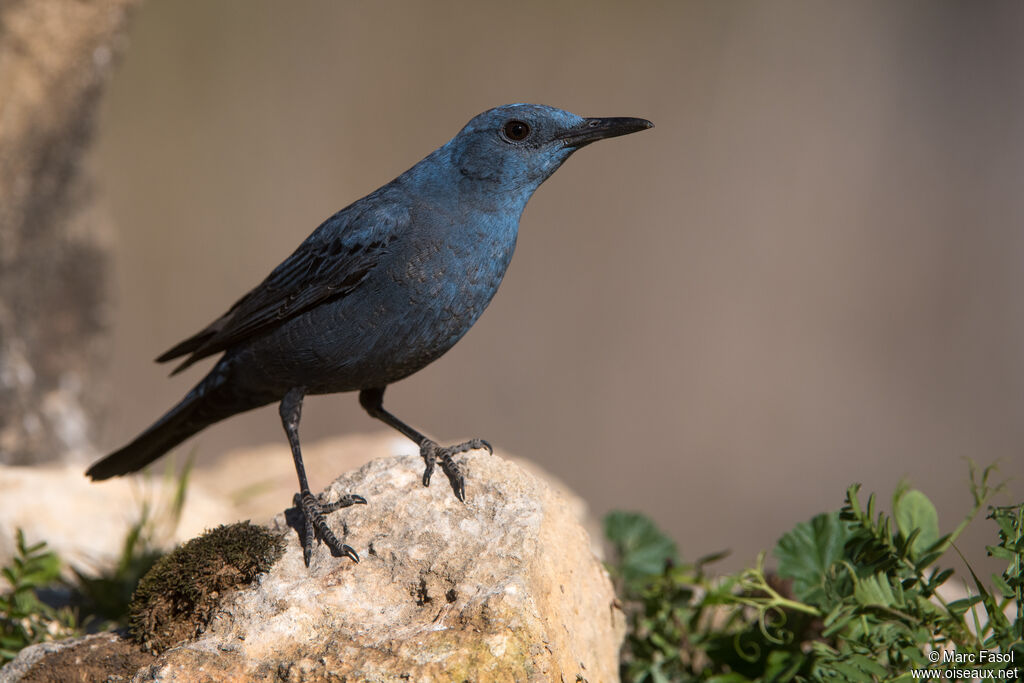 Blue Rock Thrush male adult, identification