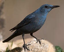 Blue Rock Thrush