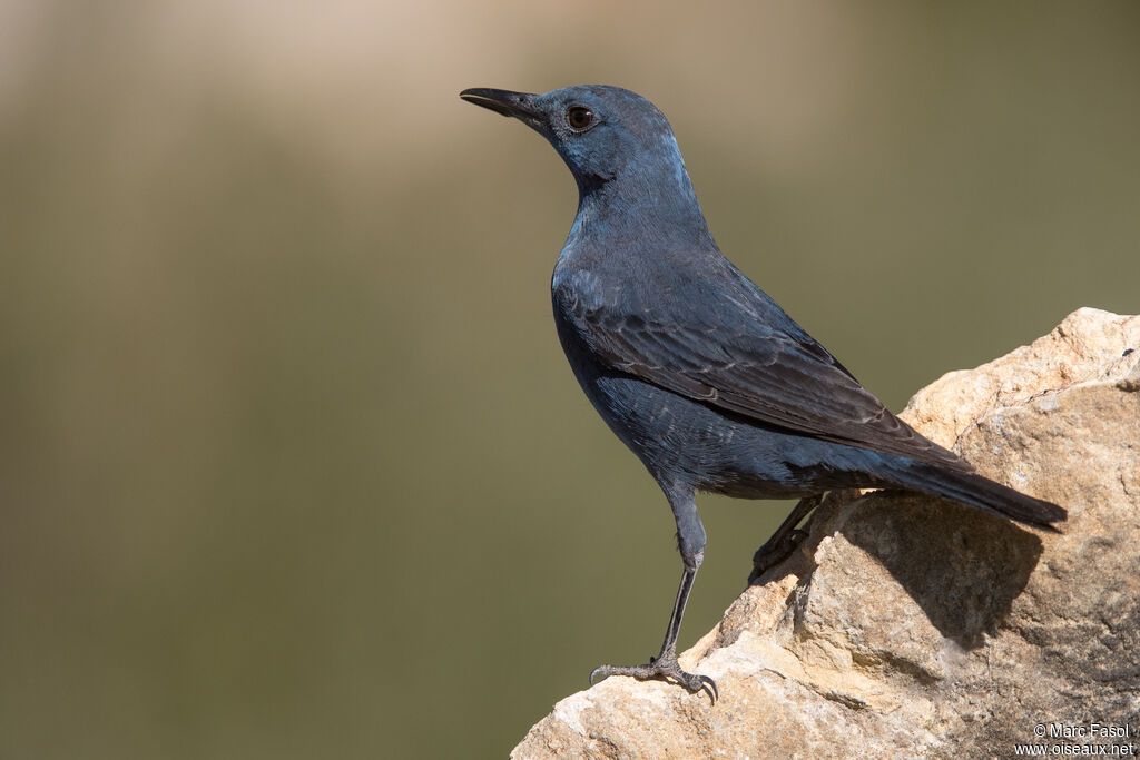 Blue Rock Thrush male adult, identification