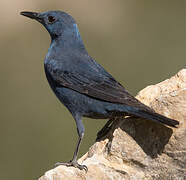 Blue Rock Thrush