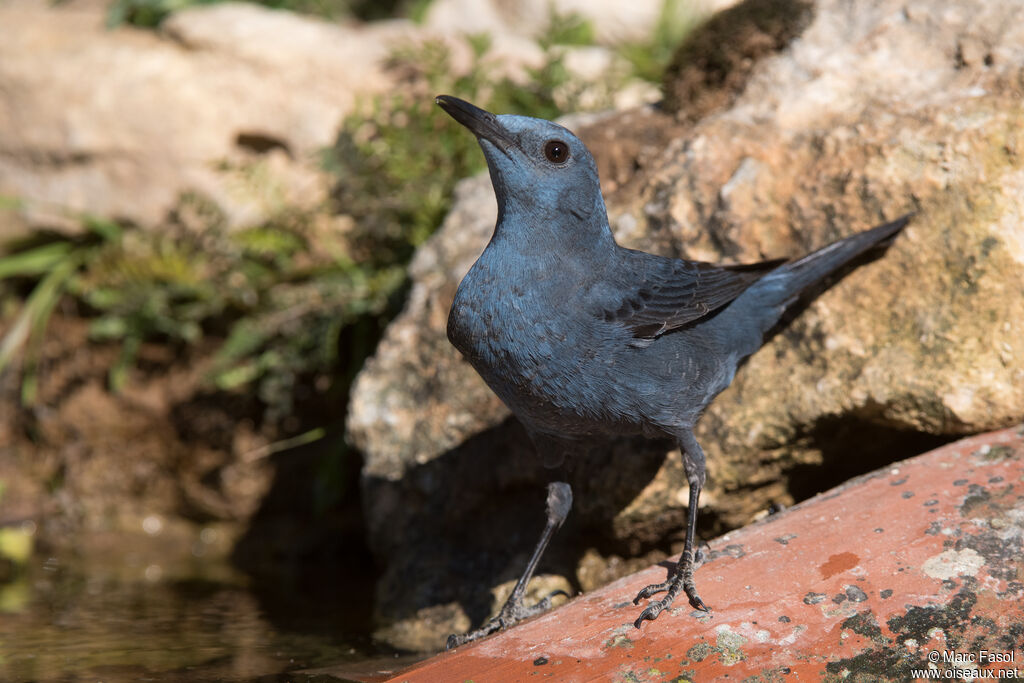 Blue Rock Thrush male adult breeding, drinks