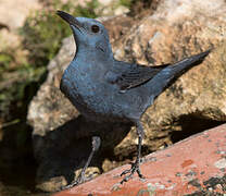 Blue Rock Thrush