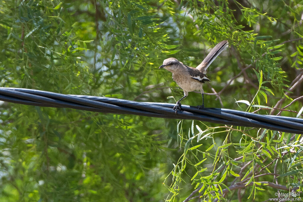 White-banded Mockingbirdadult, identification