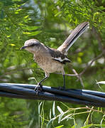 White-banded Mockingbird