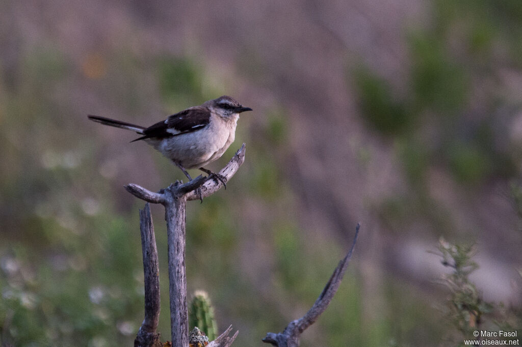 Brown-backed Mockingbirdadult, identification