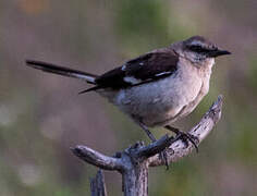 Brown-backed Mockingbird