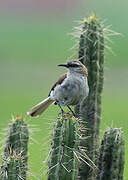 Brown-backed Mockingbird