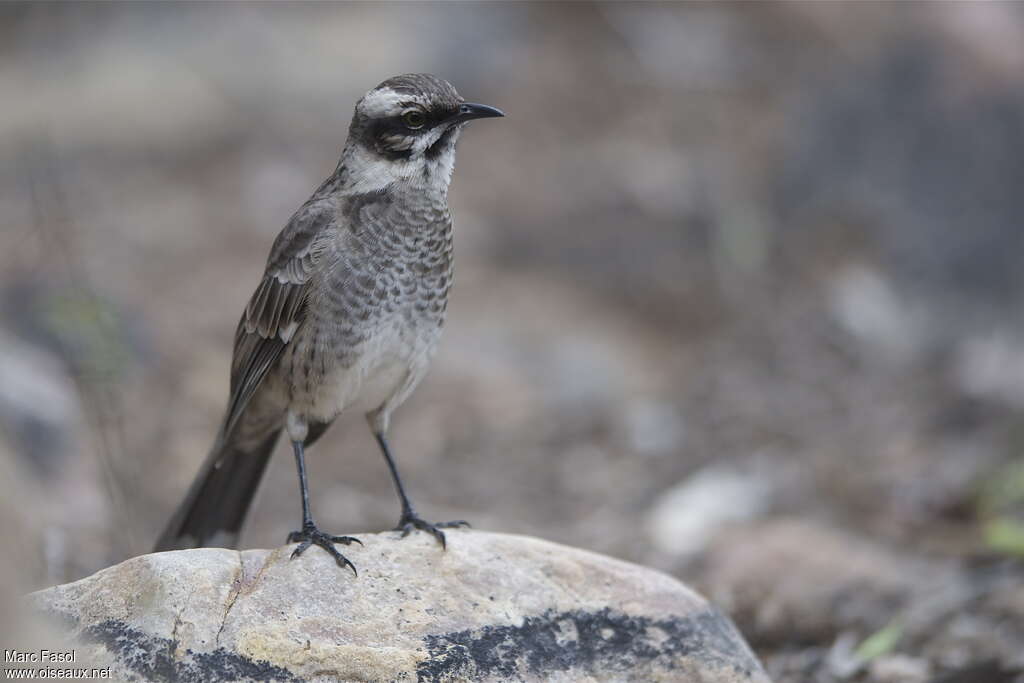 Moqueur à longue queueadulte, identification