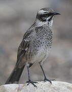 Long-tailed Mockingbird