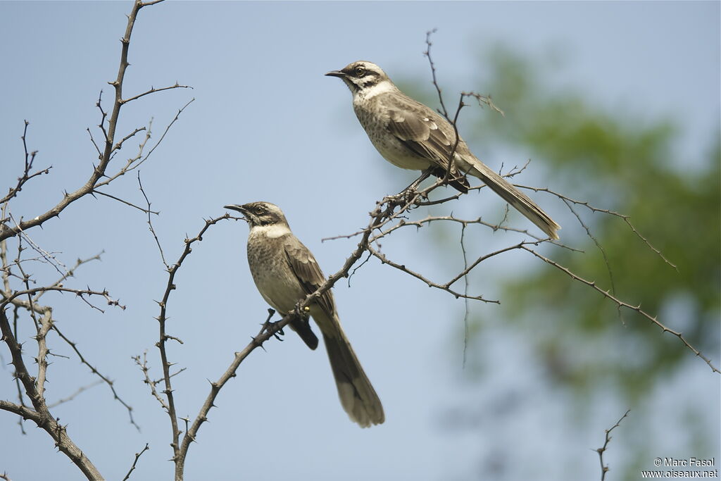 Long-tailed Mockingbird , identification