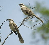 Long-tailed Mockingbird