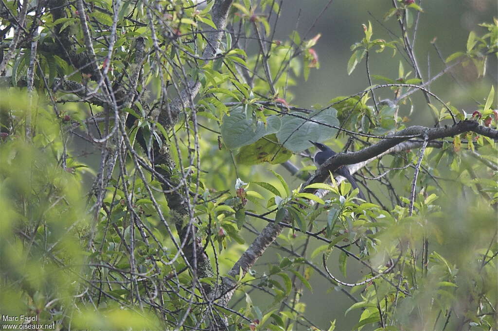 Moqueur bleu et blancadulte nuptial, habitat