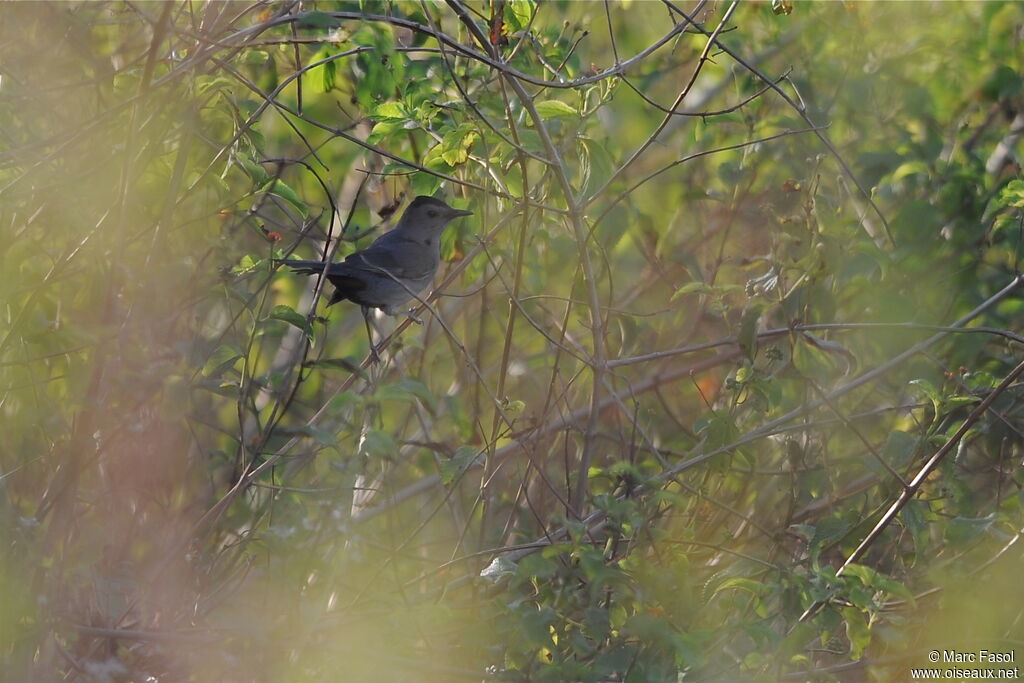 Moqueur chatadulte, identification