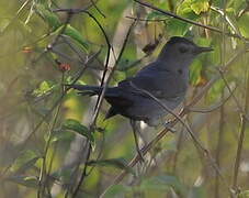 Grey Catbird