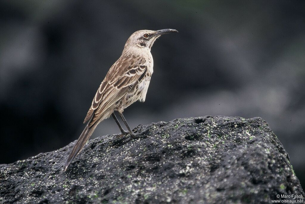 Espanola Mockingbirdadult, identification