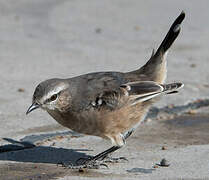 Patagonian Mockingbird