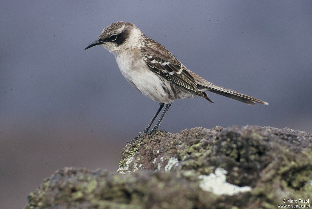 Galapagos Mockingbirdadult, identification