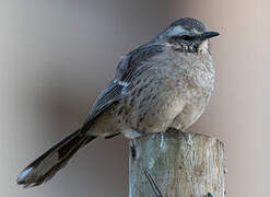 Chilean Mockingbird